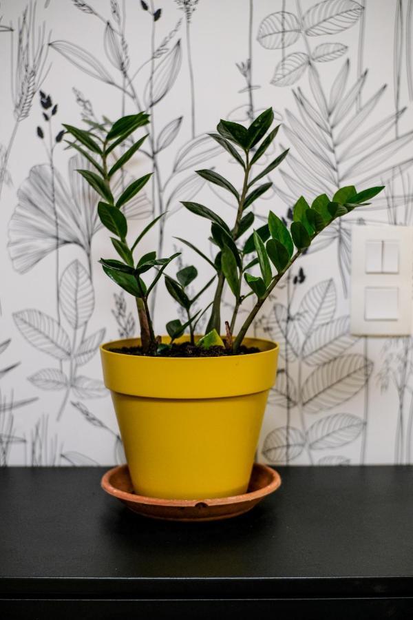 Studio Cocooning In Strasbourg & Help An Ecoproject ! 아파트 외부 사진